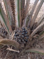 Palmöl Presidio aus nachhaltiger Erzeugung